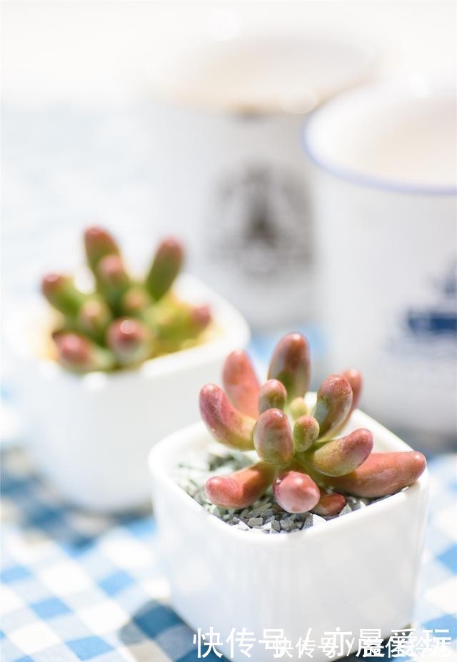 老桩|四种“零差评”多肉推荐，颜值不比桃蛋低，还容易成老桩