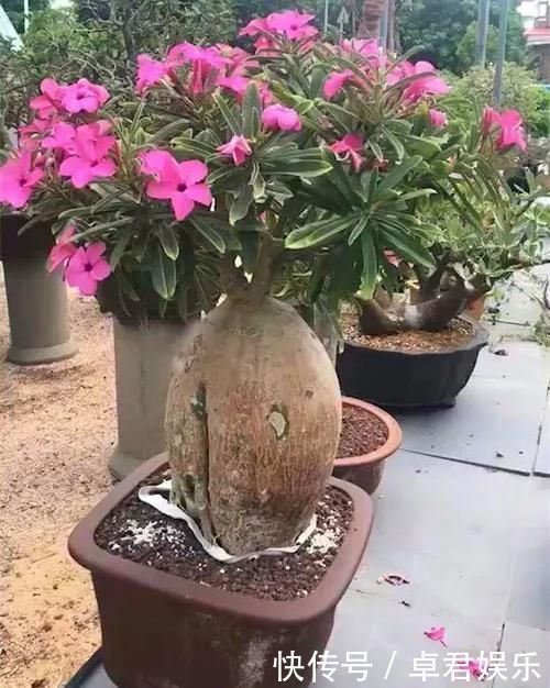 养这三种花,盆越小,开的花越多,放大盆还容易死