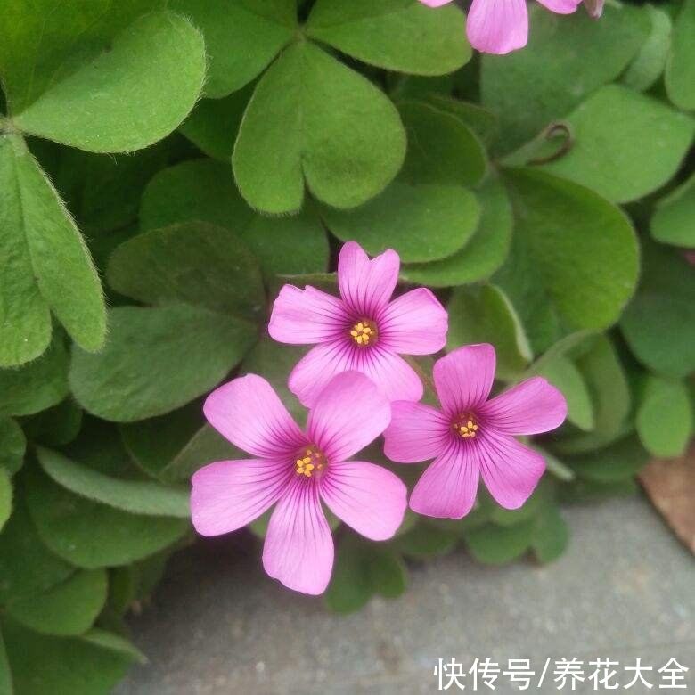 3种“老牌网红花”，经历了时间的沉淀，发现是真的好养