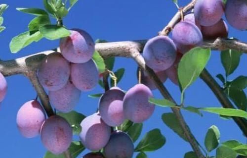 健康|肝脏“喜欢”的几种食物,每天换着吃,排毒养肝,肝脏越来越健康