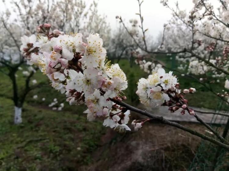 看看这些花花美景，周末赏花打卡又添好去处