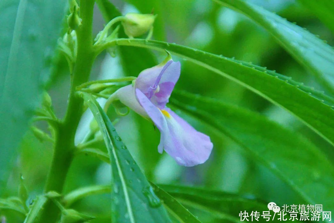 holl宿根园中赏花卉，且向心中觅清凉（一）