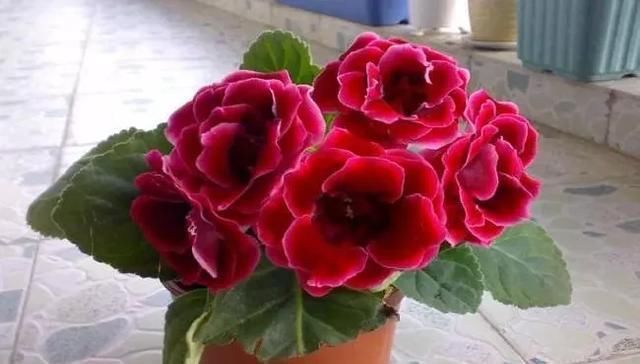 强降雨来临,这些怕大雨的花一定得注意防护