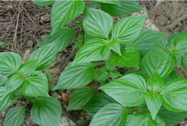 祛风|立秋后,不妨常食此菜,能补气活血、祛风止痛、补肾,还防感冒