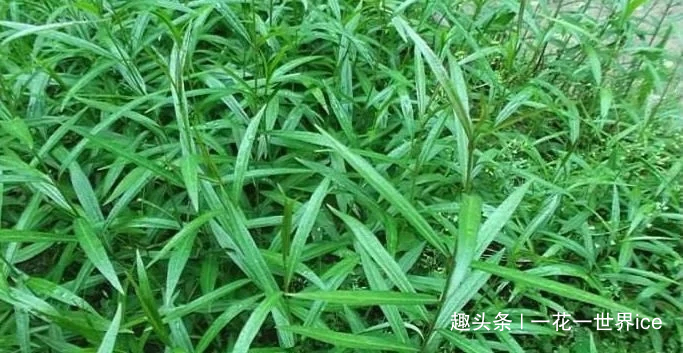 白家庄|一种草药，专治咳嗽，祛痰止咳效果显著，山上很多，请您识别