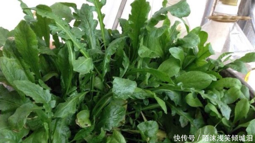 养花不如种菜,一把种子撒土里,10天就能吃,一年不用买菜!