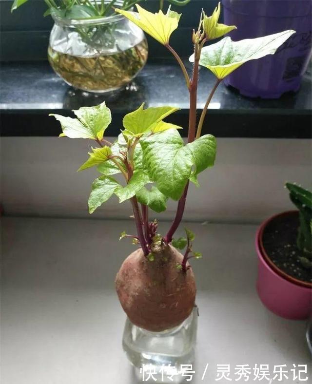 一节山药插水里,疯狂长藤“冒金豆”,赚大了!