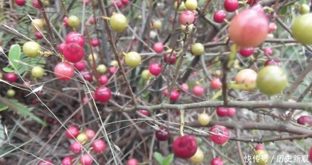 節假日|好消息:這野果成熟了,若遇節假日,請抽空采摘一些,益處很大