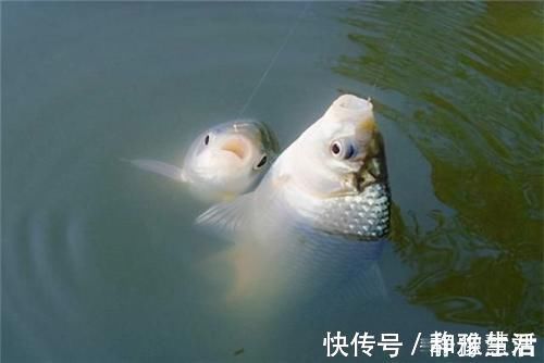 短子线|秋末钓鲫鱼，子线用长还是用短这样选更科学，中鱼率飙升几倍