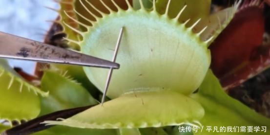 将一根针放进捕蝇草,它也敢吃掉吗网友是个狠人