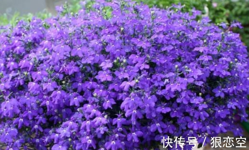 六倍利|谁见了都喜欢的4种花,好养又漂亮,开起花来拦不住,美不胜收