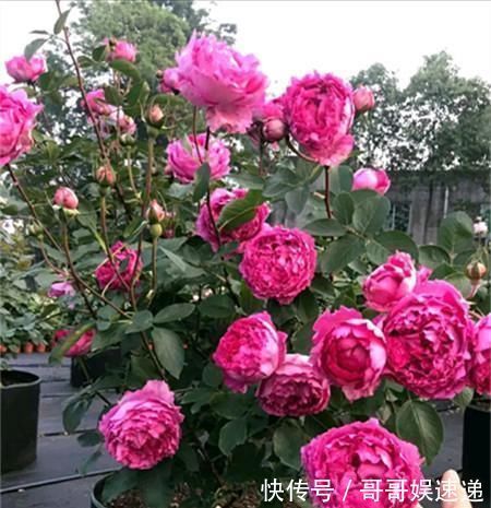 此盆栽花超级香，一花在室，满堂皆香，观赏价值高，四季有花开