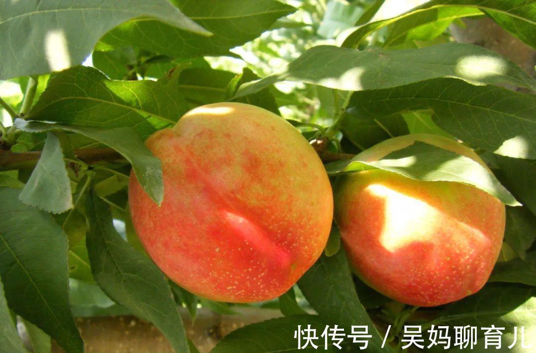 健康|桃子被誉为“天下第一果”,还有“肺之果”之称,3种吃法最健康