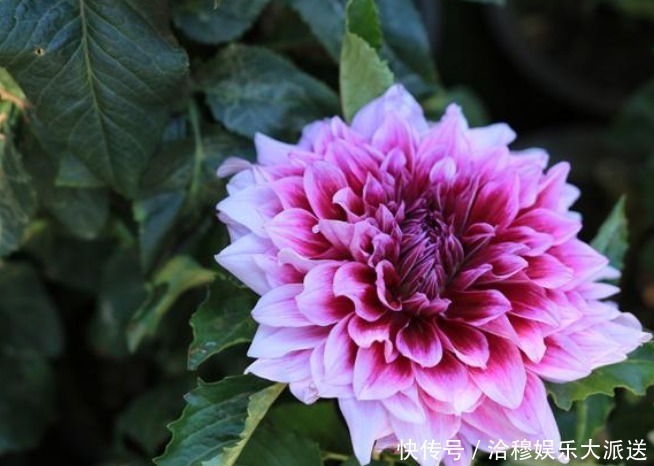 放在客厅比较有档次的几种花，一旦事业顺利，会越来越发！