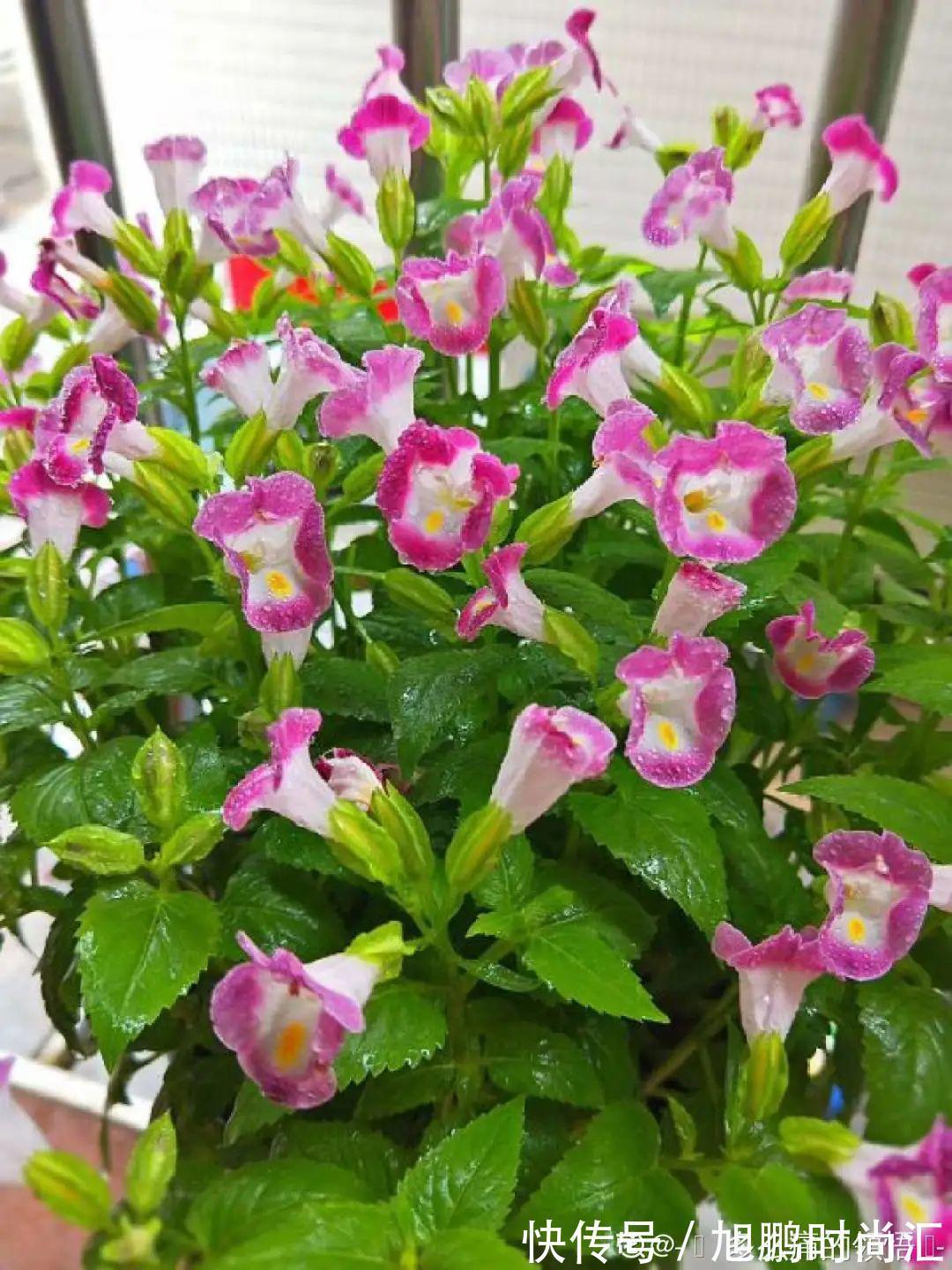 30种夏天花,热不死、晒不死,大半年都开花,还没病虫害