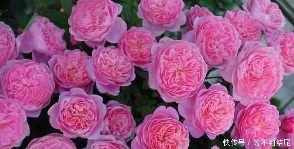 这么美的月季花,竟然是大叔用这5种水浇出来的,花朵比脸还大