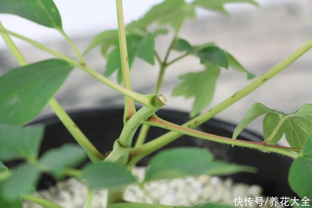 株形|7月必剪花，要抓紧时间，不然剪晚了不开花