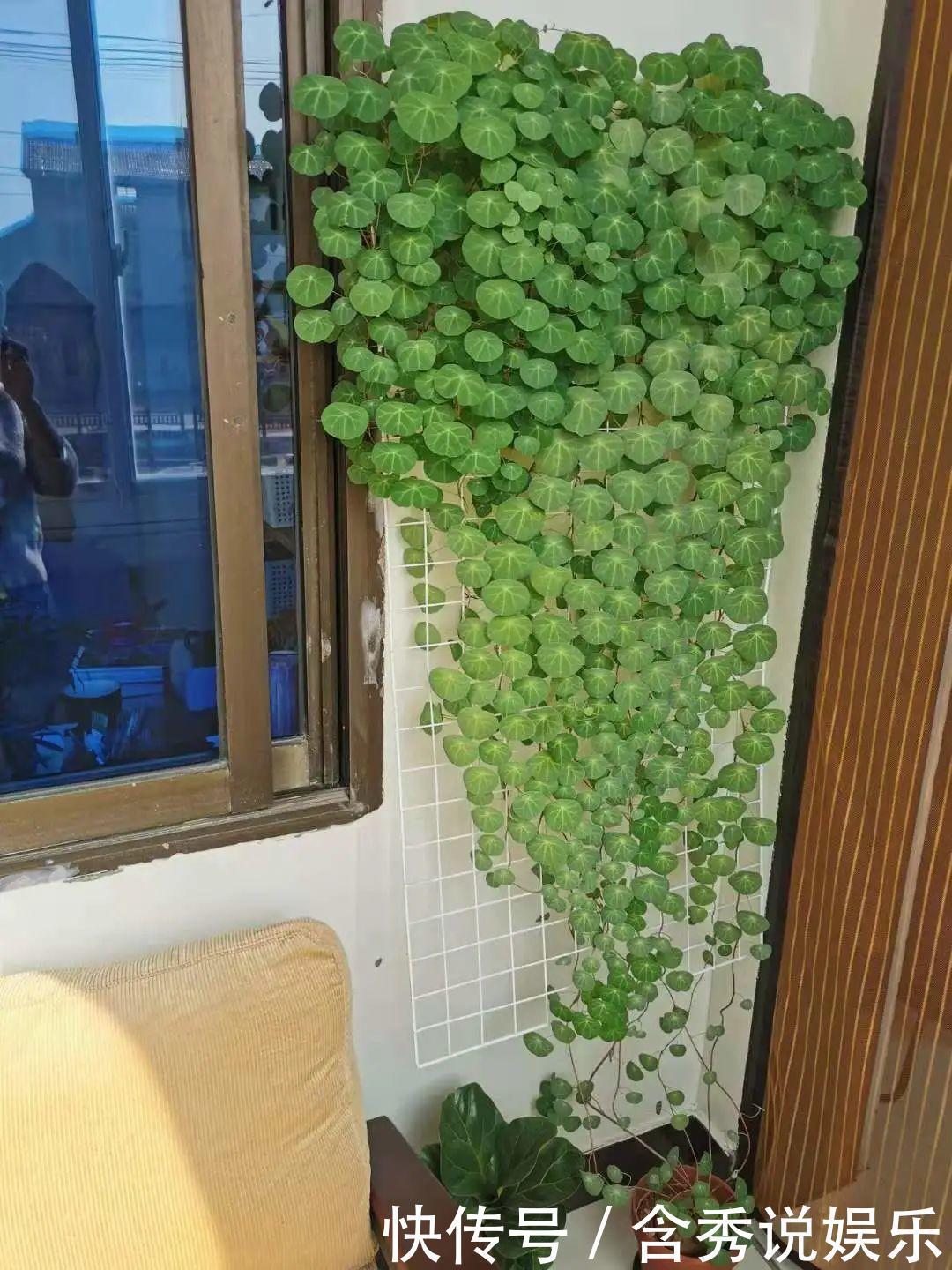 风信子|懒人适合养什么花，浇水少，不挑土，它比人还懒！