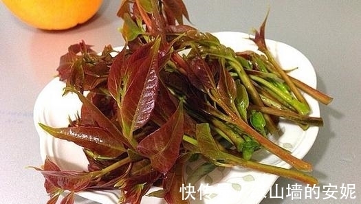 高钙|又到挖野菜的季节,农村这4种高钙野菜不可错过,不吃就太可惜