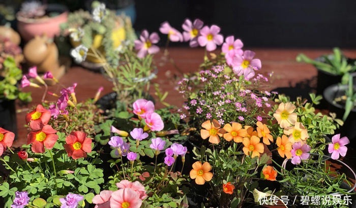 每次|酢浆草可是潜力股,每次开花一大片,冬天不开花,3点原因在搞鬼