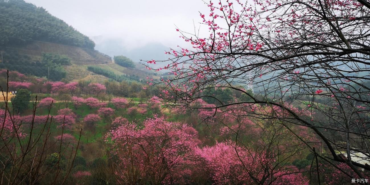 江南雨，梅花村，寻梅踏青！