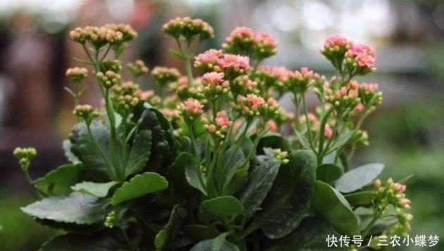 圣诞伽蓝菜|长寿花就该这样养, 阳台变成了烂漫“花海”!