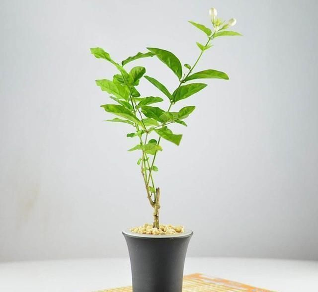 夏日的茉莉花就离不开它们,开花效果太好,黄叶都不见一片