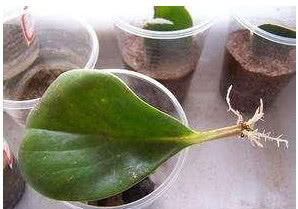 不用花钱买，一个叶片就能养爆盆的5种盆栽植物