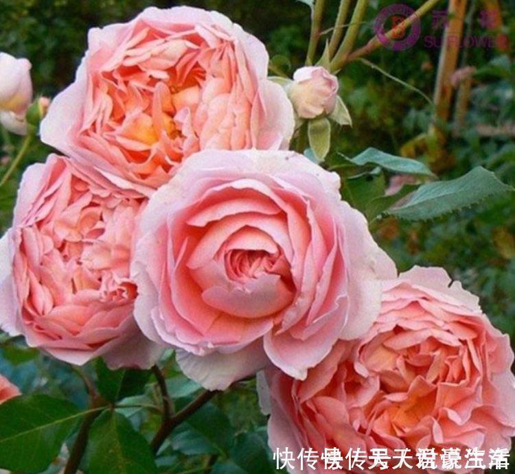 花盆|4种富贵花,添福添贵添好运,迷人的花朵,开满整个花盆