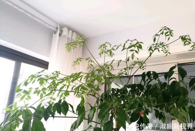 盆栽|幸福树盆栽,养护注意“4点”,新芽多,特别茂盛,还能养开花