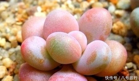 浇水|多肉徒长有妙招,既得新多肉,又得老桩!