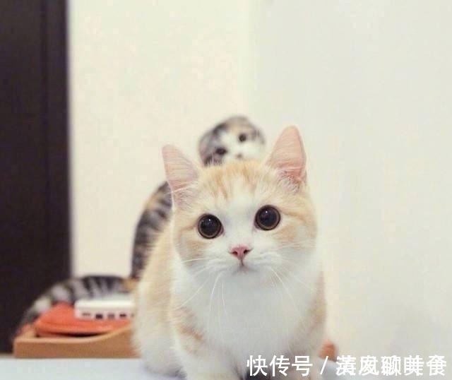 |笑得直不起腰的厚脸皮句子,幽默风趣,搞笑逗比!