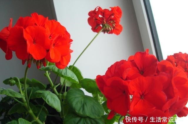 撒下一颗小小的种子,能开出一百多朵的花,太美太好养了!