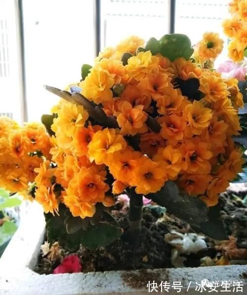 长寿花|长寿花,开花前后多做两步,花期提前到,连开两三次,都是大花团