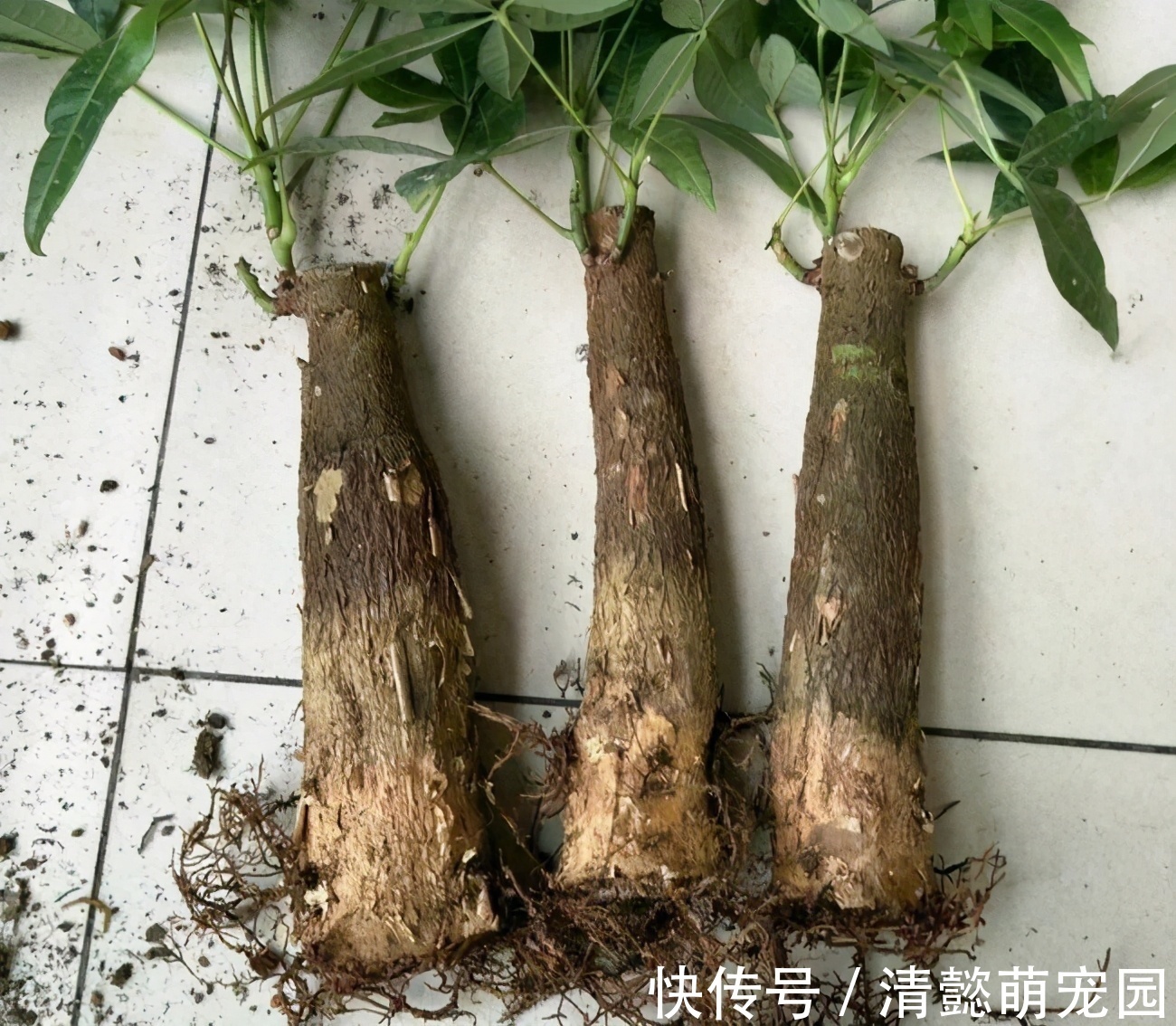 发财树有“三怕两不喜”,难怪怎么都养不活,看了可规避