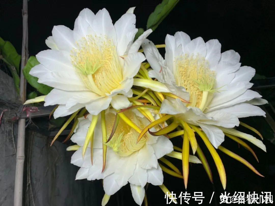 大粗杆插土里，7天生根，当年结果压弯枝，不用买水果了！