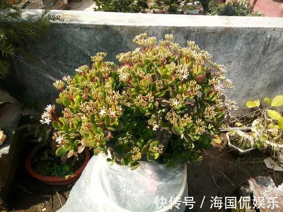 玉树|1片玉树叶子也能长成大老桩，方法一点就通，很容易就爆盆！