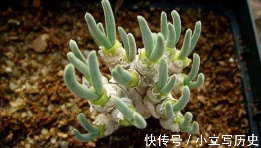 3款高颜值多肉,大部分人都后悔入手,图片好看,养起来很坑