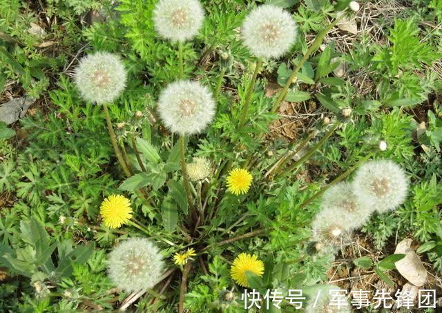 养肝排毒|女性不想早衰，不妨多吃的好食物，健胃消食，养肝排毒，吃了更好