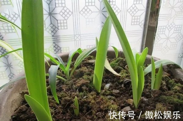 朱顶红光长叶子不开花,做好这6点,轻松开爆盆!