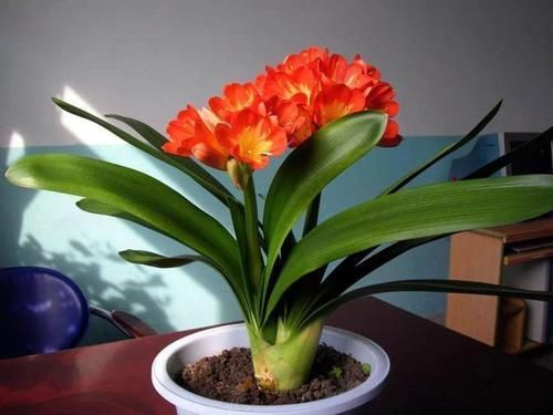 花肥|君子兰是个小馋猫,入秋后多用这3种零食,当花肥开花多