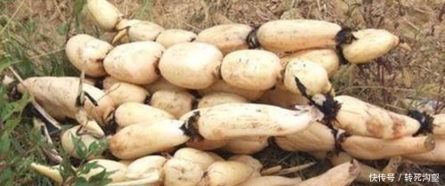 维生素c|会吃的人身体好,常吃3种食物,排毒消脂,延缓衰老,呵护肌肤