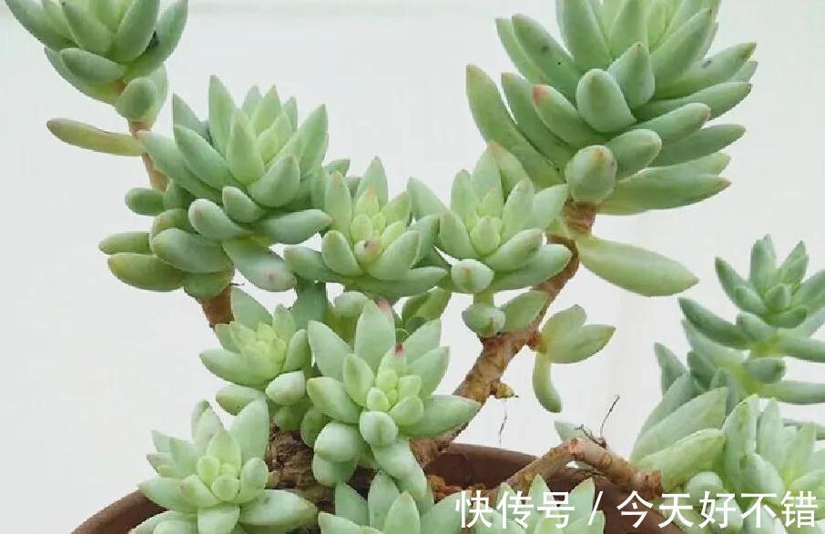 多肉养着养着就死的5个原因,看看你中招了没有
