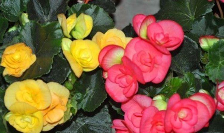 对待新手很友好的花,好活易爆盆,花姿妖娆,四季繁花似锦