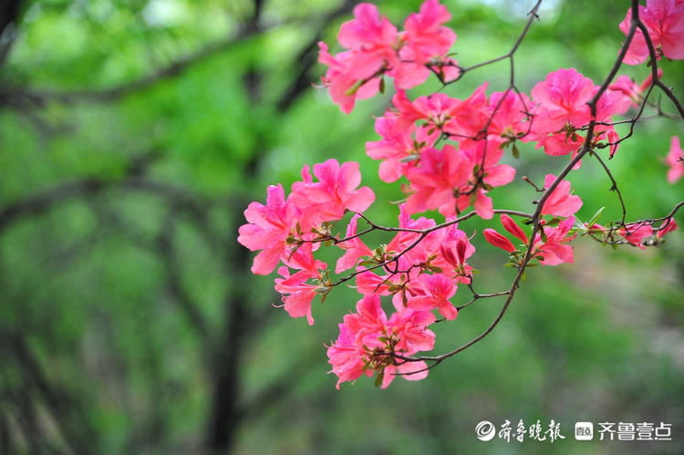 快去！日照五莲山杜鹃花开烂漫时，现在赏刚刚好|壹起过五一| a5251