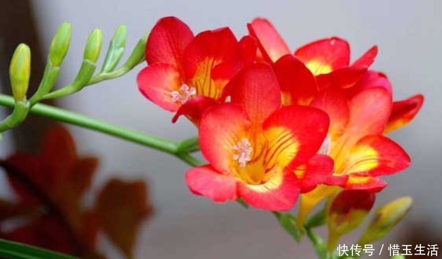 种花|比香水还好闻的3种花,随便养都能爆盆,满屋飘香,花香花更美