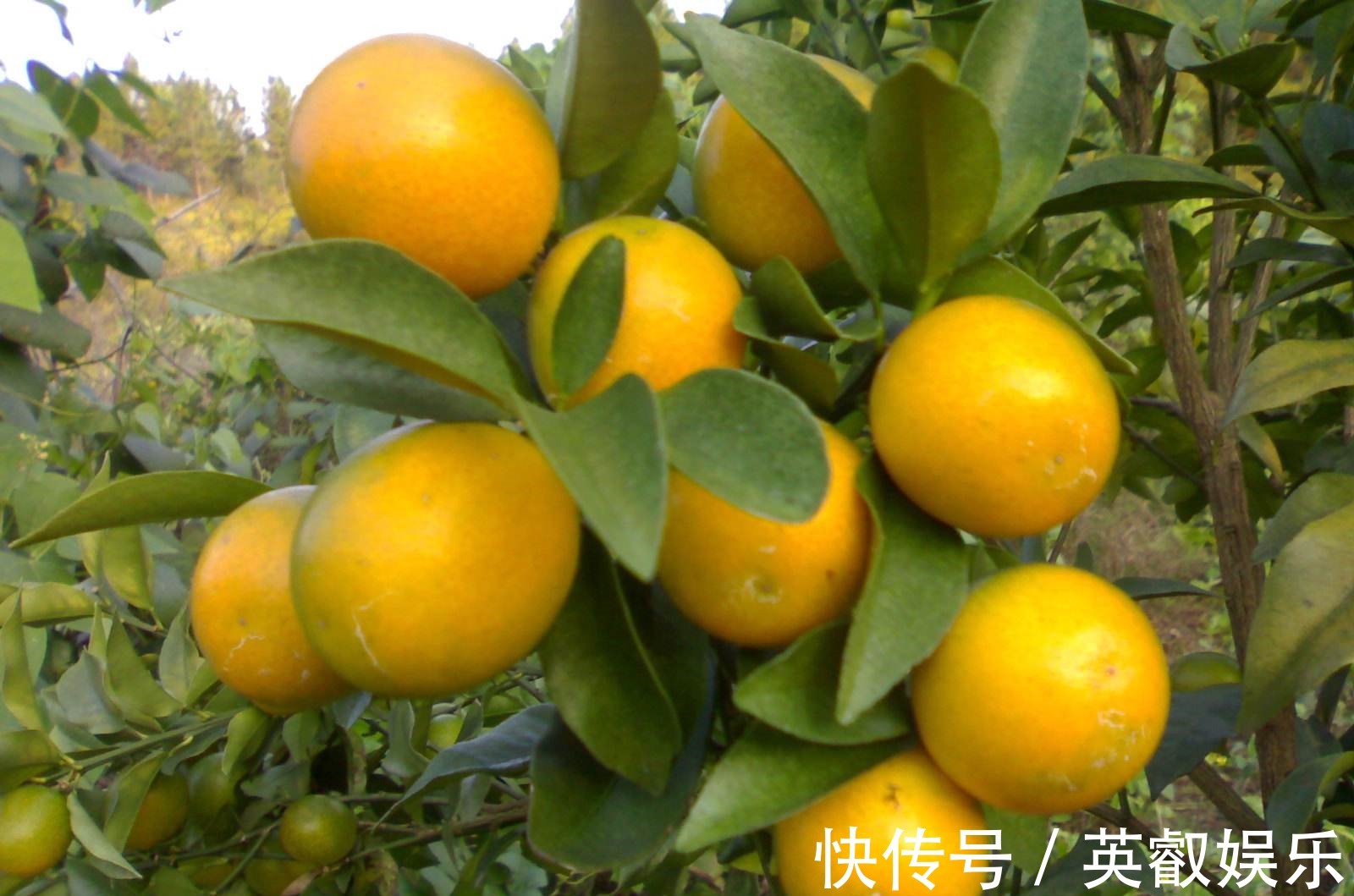 粗管|比花卉还要没的水果盆栽,能开花还能结果,果实多好打理