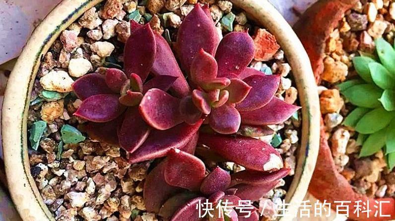 浇水量|秋季气温下降，提前安排这5方面，养花种草才不会出意外