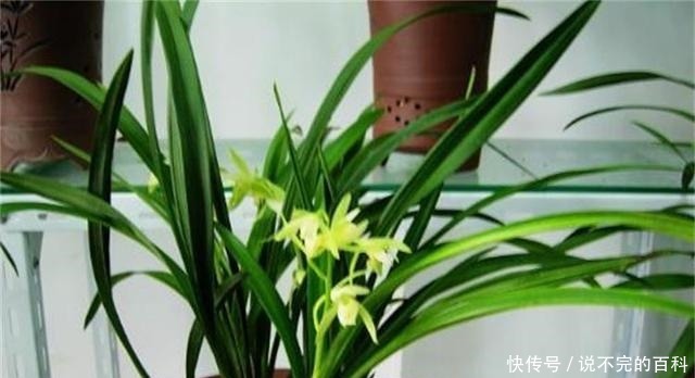 兰花|兰花长不好,把这2水果壳塞盆里,根系又多又白,苗势很旺!