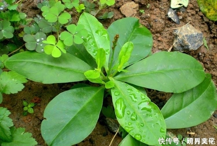 治疗|农村生长的这种常见草本植物，不耐寒冷，却有治疗盗汗的功效